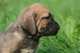 FILA BRASILEIRO 183